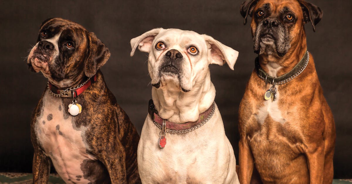 découvrez notre guide complet sur les races de chiens les plus chères au monde. apprenez-en davantage sur leurs caractéristiques, leurs besoins et pourquoi ils coûtent si cher. explorez le monde fascinant des chiens prestigieux et leur place dans nos cœurs.