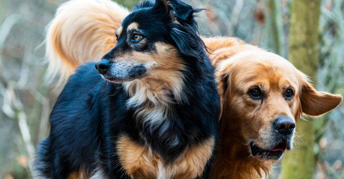 découvrez les chiens de bande dessinée les plus célèbres qui ont fait rire des générations. plongez dans l'univers captivant de ces personnages adorables et emblématiques, de leurs aventures hilarantes à leur impact sur la culture populaire.
