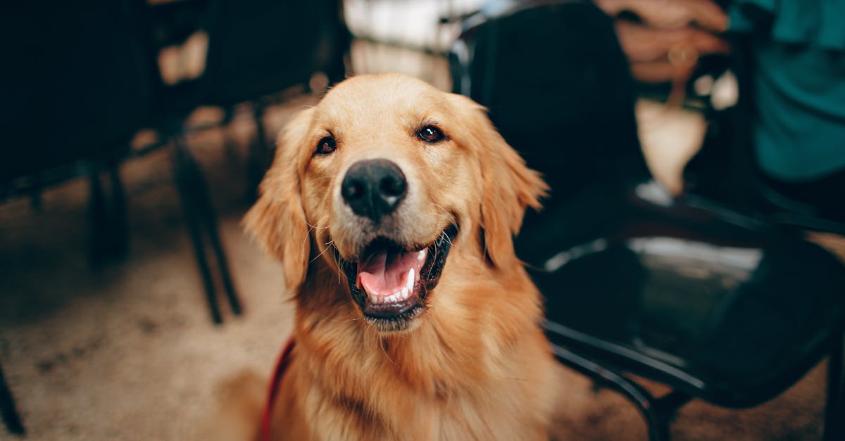 découvrez les races de chiens les plus rapides au monde. apprenez-en plus sur leurs caractéristiques, leurs origines et ce qui les rend si rapides. parfait pour les amateurs de chiens et ceux qui recherchent le compagnon idéal pour des activités sportives!