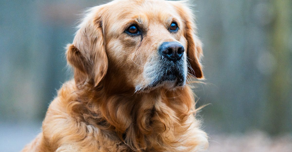 découvrez les races de chiens les plus rapides du monde ! apprenez-en davantage sur leurs caractéristiques, leur histoire et leurs capacités incroyables qui les rendent si rapides. parfait pour les passionnés de chiens et les amateurs de vitesse.