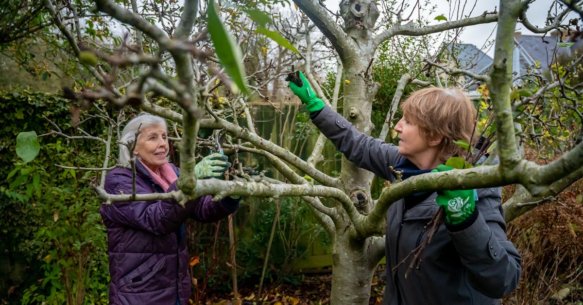 découvrez les meilleures techniques de taille des figuiers pour favoriser leur croissance et optimiser la production de fruits. apprenez quand et comment tailler votre figuier pour une récolte abondante et des arbres en pleine santé.