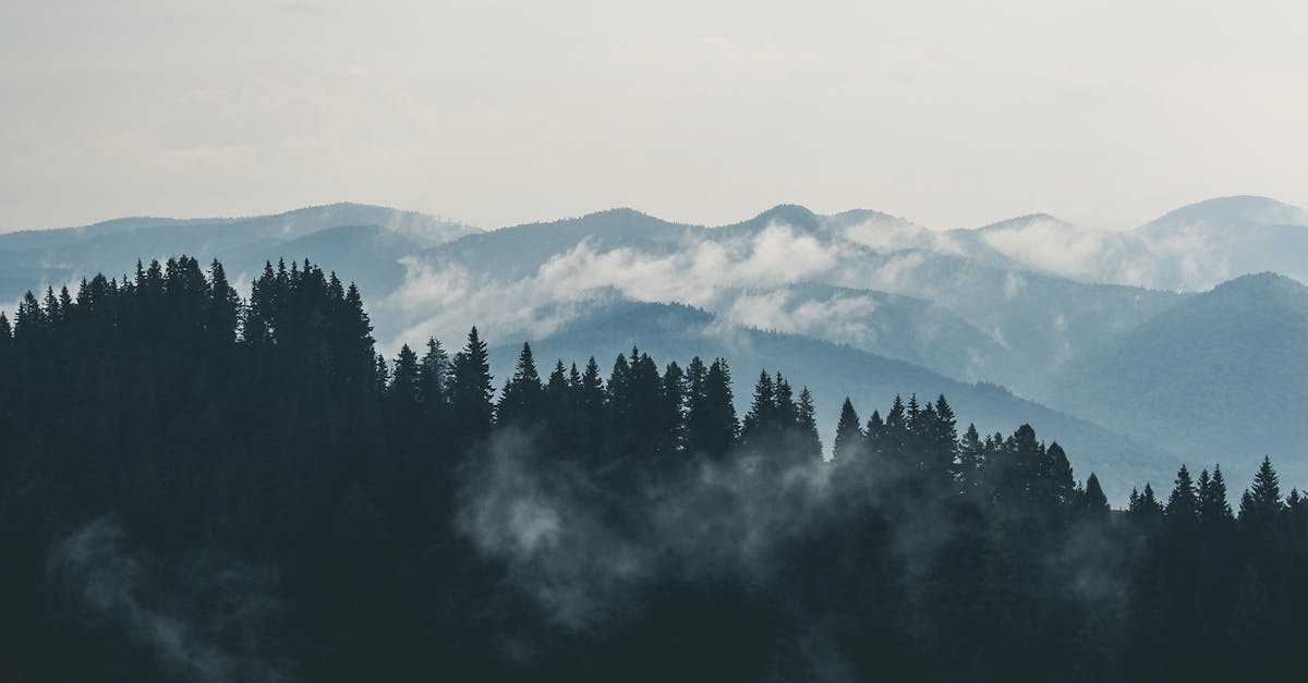 découvrez la beauté et la diversité des forêts, cet écosystème précieux qui abrite une multitude d'espèces animales et végétales. plongez dans la magie des arbres majestueux, explorez les sentiers enchanteurs et apprenez l'importance de la conservation de ces espaces naturels.