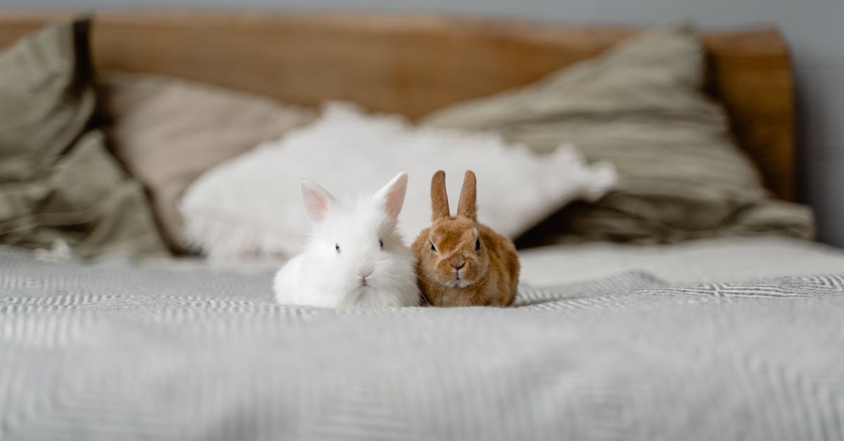 découvrez l'univers doux et apaisant des animaux gentils. explorez des histoires touchantes et des images adorables qui célèbrent la tendresse et la compassion de nos compagnons à fourrure, plume ou écailles. un voyage inspirant au cœur de la douceur animale.