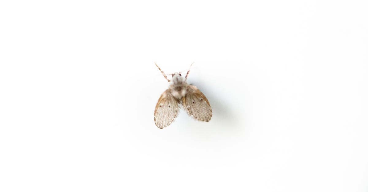 découvrez tout sur les gnats, ces petits insectes volants souvent envahissants. informez-vous sur leur habitat, leur cycle de vie et les méthodes efficaces pour les contrôler et prévenir leur apparition dans votre maison.