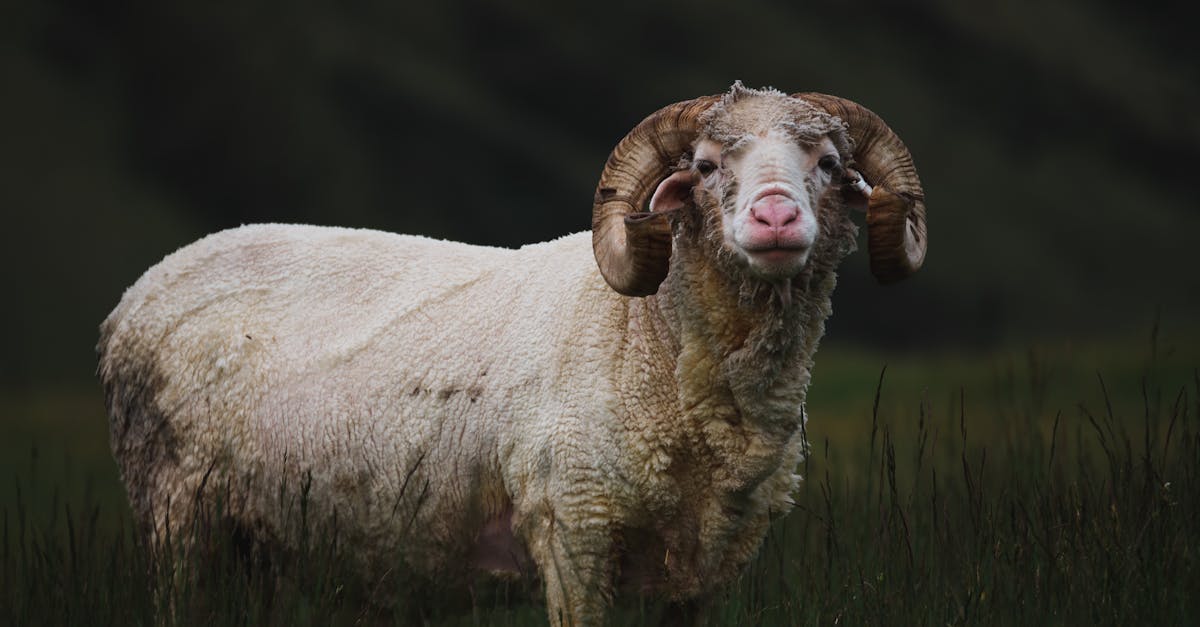 découvrez l'univers fascinant des élèves de chèvres, leur comportement, leur adaptation au monde extérieur et les raisons qui les rendent si uniques et attachants.