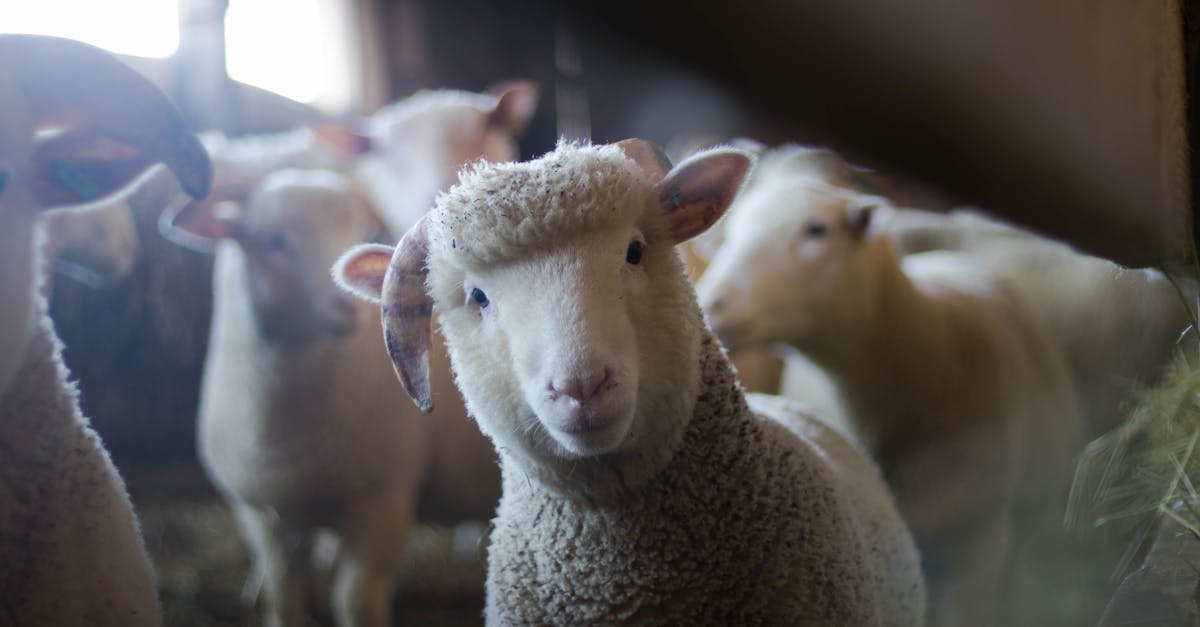 découvrez l'univers fascinant des 'goat pupils', des élèves passionnés par l'apprentissage et la curiosité. plongez dans leur parcours unique, leurs méthodes innovantes et leur amour pour la connaissance qui les distingue des autres.