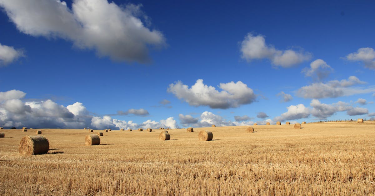 découvrez tout sur le foin : ses utilisations, ses bienfaits pour les animaux, et les techniques de récolte. apprenez à choisir le meilleur foin pour vos besoins agricoles ou d'élevage.