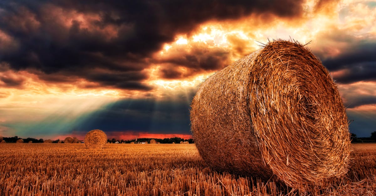 découvrez tout sur le foin : ses bienfaits, son utilisation dans l'alimentation animale, et son rôle essentiel dans l'agriculture durable. apprenez à choisir le meilleur foin pour vos besoins.