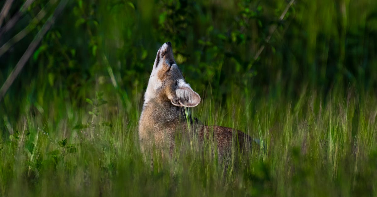 découvrez l'univers captivant de 'howling', une exploration des rugissements nocturnes qui éveillent les instincts primordiaux. plongez dans un monde de mystère et de fascination où la nature dévoile sa puissance à travers le chant des créatures sauvages. parfait pour les amateurs de sensations fortes et les passionnés de la faune!