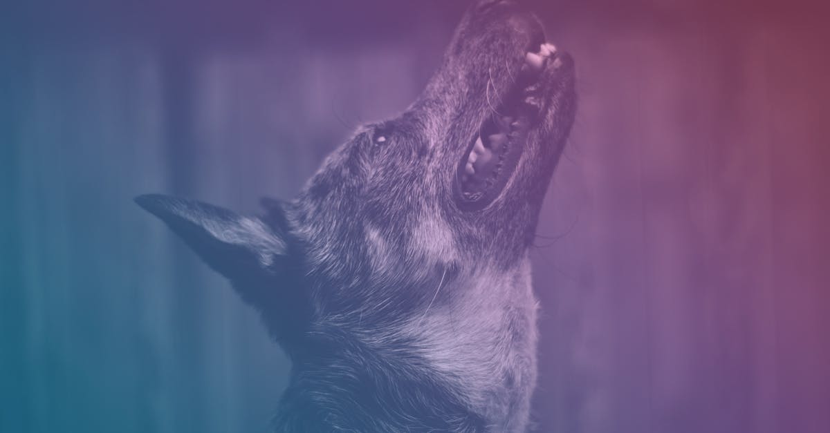 découvrez l'envoûtante atmosphère de 'howling', une œuvre captivante qui explore les mystères et les émotions intenses à travers des récits à couper le souffle. plongez dans une expérience immersive où la nature sauvage et l'instinct primal se rencontrent.