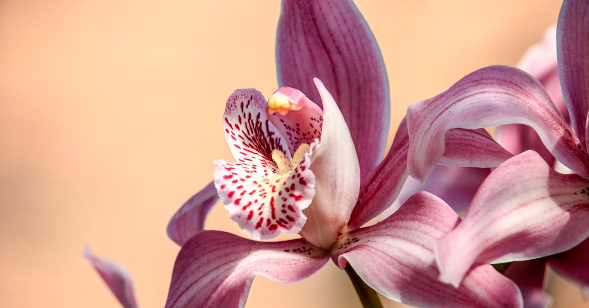 découvrez le processus d'hybridation, une méthode fascinante qui combine des caractéristiques de différentes espèces pour créer des variations uniques. explorez les applications de l'hybridation dans la biologie, l'agriculture et l'évolution, et comprenez son impact sur la biodiversité.