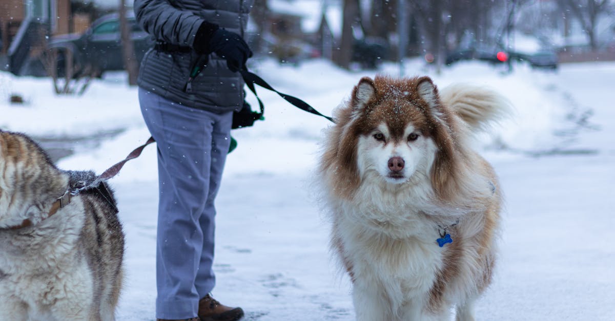 découvrez notre collection de laisses pour chiens, alliant confort, sécurité et style. parfaites pour vos promenades quotidiennes, nos laisses sont conçues pour résister aux aventures de vos compagnons à quatre pattes tout en apportant une touche d'élégance.