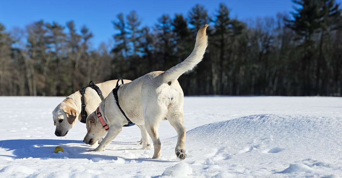 découvrez notre collection de laisses pour chiens, alliant confort et sécurité pour vos promenades. des designs variés, des matériaux durables et une parfaite prise en main vous attendent pour renforcer le lien avec votre compagnon à quatre pattes.