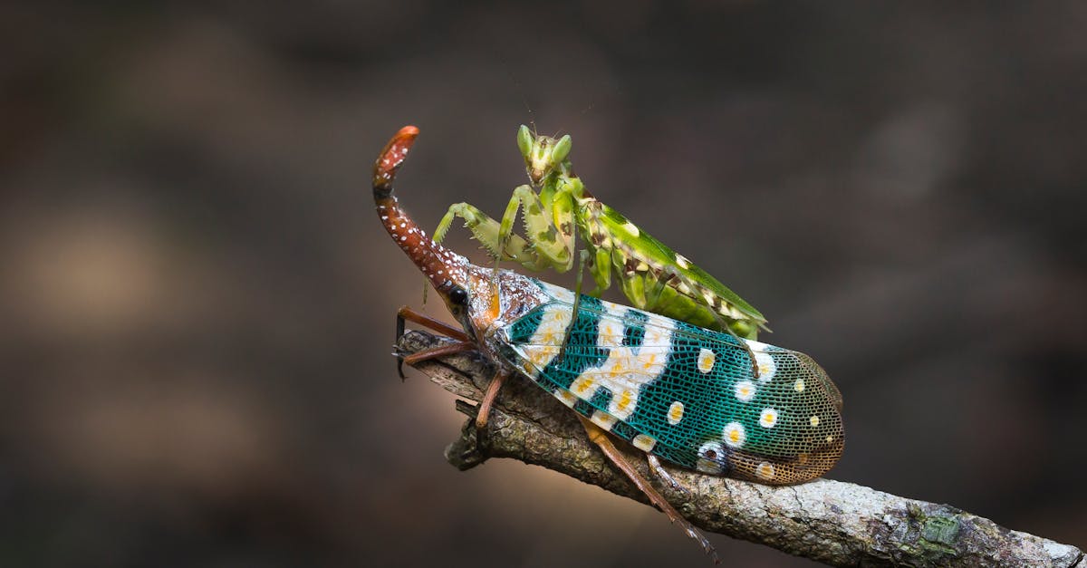 découvrez le monde fascinant des mante religieuses ! apprenez tout sur leur habitat, comportement, et les spécificités de ces insectes captivants. plongez dans l'univers des prédateurs redoutables et de leur étonnante stratégie de chasse.