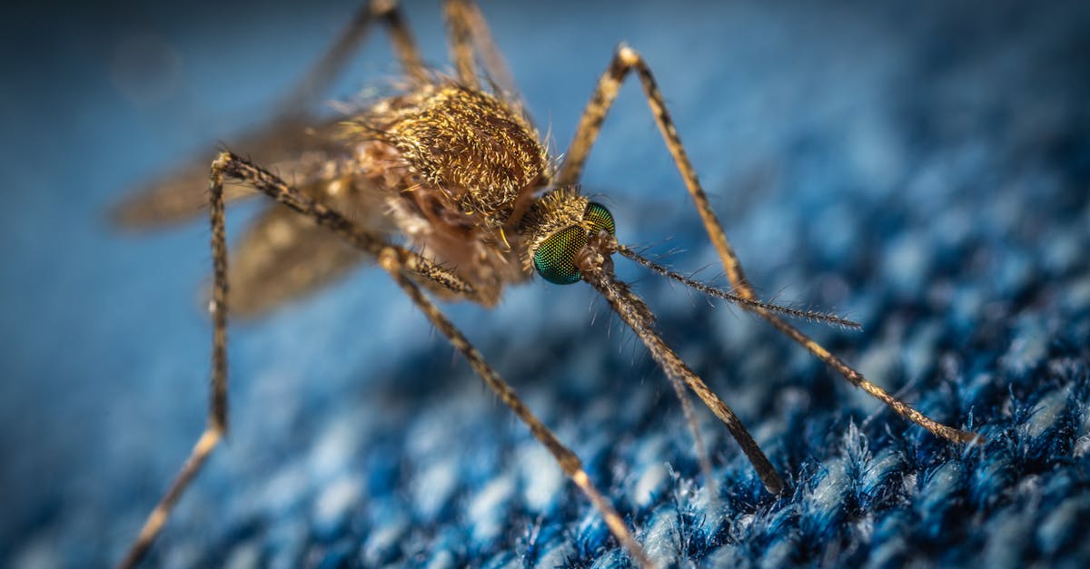 découvrez la durée de vie des moustiques, un aspect fascinant de leur biologie. apprenez comment leur cycle de vie, de l'œuf à l'adulte, influence leur survie et les facteurs environnementaux qui les affectent.