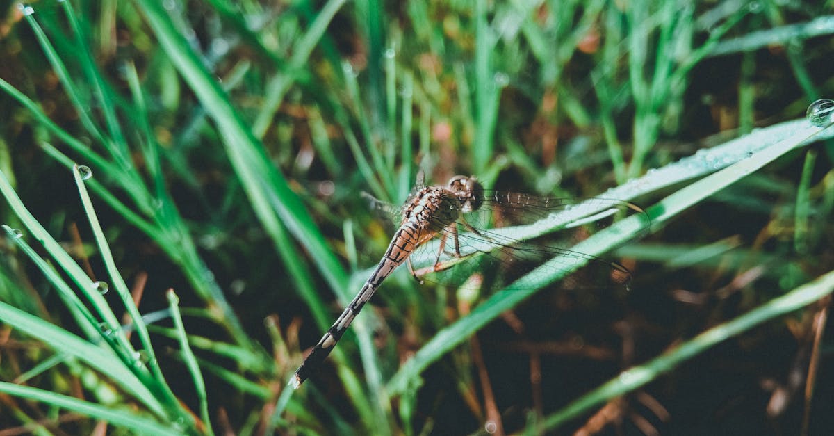 découvrez la durée de vie fascinante des moustiques, leur cycle de vie, et les facteurs qui influencent leur longévité. apprenez-en davantage sur ces insectes et leur impact sur l'environnement.