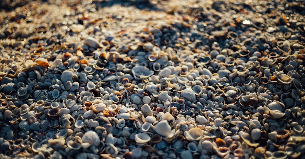 découvrez les moules, un délice de la mer que vous pouvez savourer de multiples façons. que ce soit en moules marinières, gratinées ou en salade, laissez-vous séduire par leur goût délicat et leur richesse nutritionnelle. parfaites pour vos repas en famille ou entre amis !