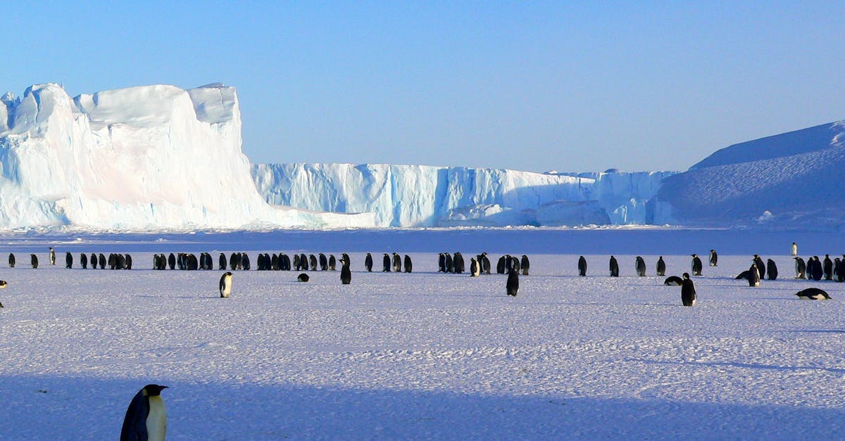 découvrez l'univers fascinant des pingouins, ces oiseaux marins emblématiques. apprenez tout sur leur habitat, leurs comportements, et leur incroyable adaptation au froid. explorez les différentes espèces de pingouins et leur rôle vital dans l'écosystème marin.