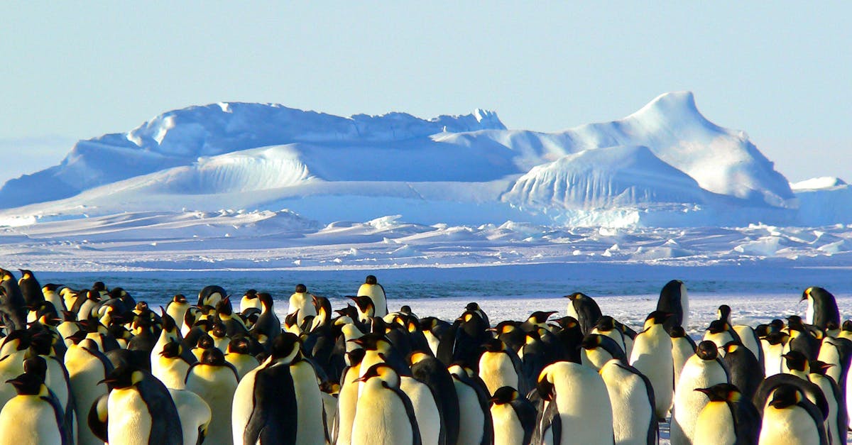 découvrez le fascinant monde des manchots ! apprenez-en plus sur leur habitat, leur comportement, et les différentes espèces qui peuplent notre planète. plongez dans l'univers glacé de ces oiseaux emblématiques et explorez leur incroyable adaptation à la vie en milieu polaire.