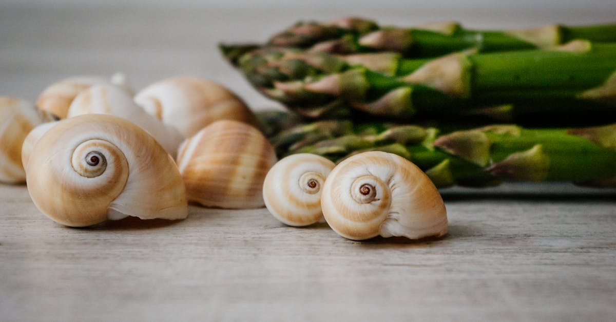 découvrez les bienfaits et les principes de la diète à base d'escargots. apprenez comment intégrer ces mollusques riches en protéines et faible en calories dans votre alimentation pour une approche saine et savoureuse.