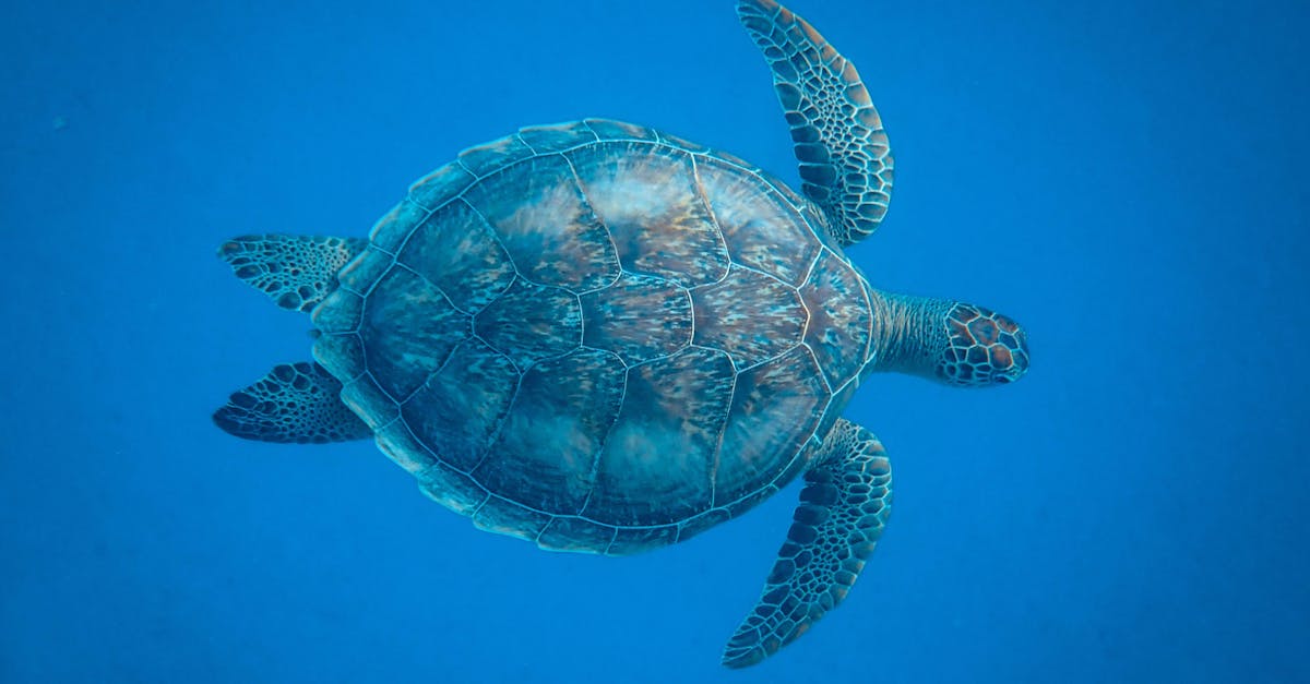 découvrez tout sur les tortues, des céphalopodes marins aux témoignages fascinants de leur longévité. explorez leur habitat, leurs comportements et les efforts de conservation pour protéger ces créatures uniques.