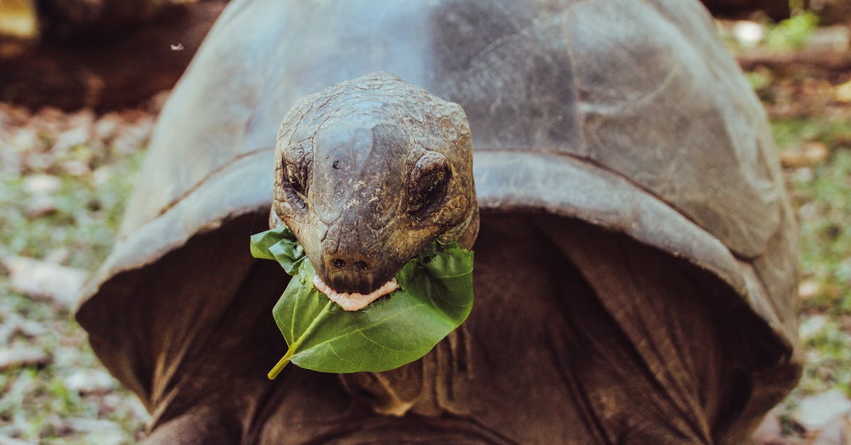 découvrez le régime alimentaire des tortues : une plongée fascinante dans les habitudes alimentaires de ces reptiles marins. apprenez quel type de nourriture elles consomment, comment leur régime varie selon les espèces et les bienfaits d'une alimentation équilibrée pour leur santé. que vous soyez un passionné de nature ou un propriétaire de tortue, trouvez des conseils pour assurer le bien-être de ces créatures uniques.