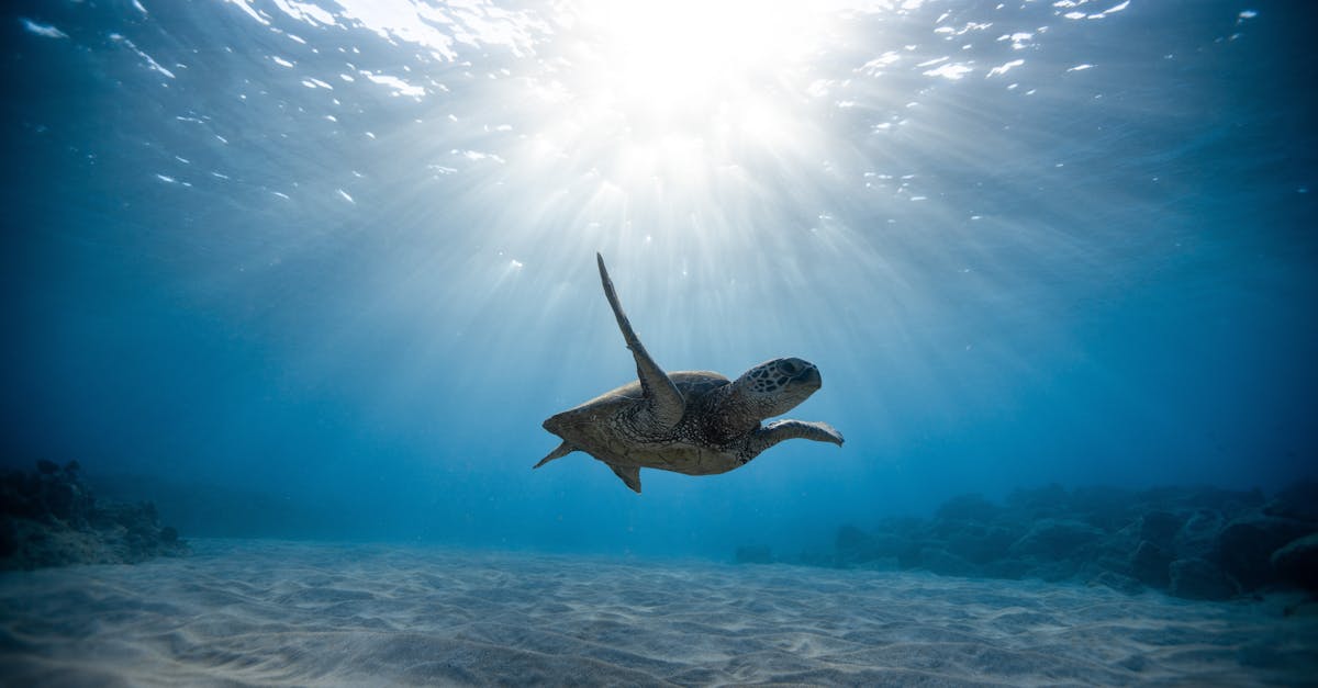 découvrez le monde fascinant des tortues, ces reptiles marins et terrestres uniques. apprenez-en plus sur leurs habitats, comportements, et comment les protéger pour garantir leur survie.