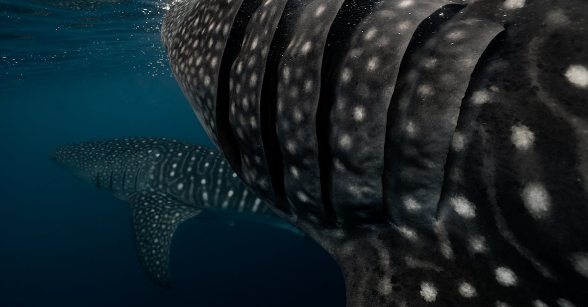 découvrez le requin-baleine, le plus grand poisson des océans ! explorez son habitat, son alimentation et les menaces qui pèsent sur cette majestueuse créature. plongez au cœur de la vie marine et apprenez pourquoi le requin-baleine fascine tant les passionnés de la mer.