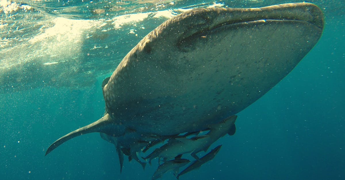 découvrez le mystère fascinant du requin-baleine, le plus grand poisson des mers. apprenez tout sur son habitat, son comportement et son rôle essentiel dans l'écosystème marin.