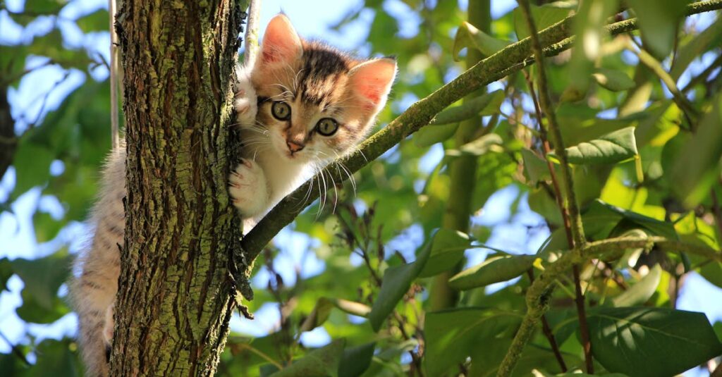 découvrez tout sur les chats : leurs comportements, soins, races et conseils pour une cohabitation harmonieuse. apprenez à mieux comprendre votre compagnon félin !