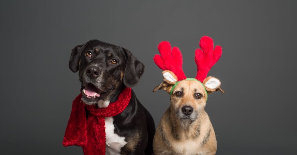 découvrez notre sélection de costumes pour animaux de compagnie, parfaite pour halloween ou toute autre occasion festive. offrez à votre fidèle compagnon un look amusant et original avec nos costumes variés adaptés à toutes les tailles!