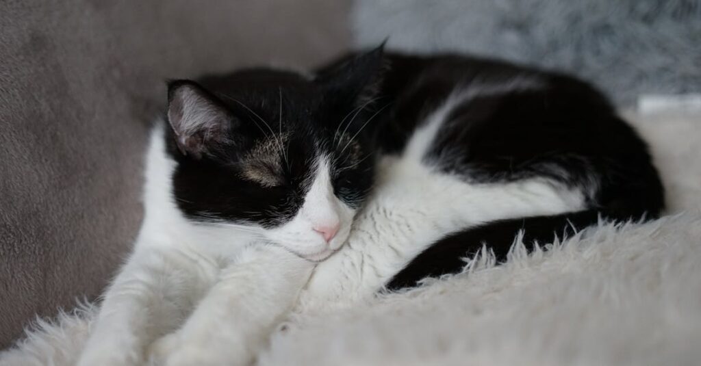 découvrez notre sélection de harnais pour chats, alliant confort et sécurité. parfaits pour des promenades en toute tranquillité, ces harnais sont conçus pour s'adapter à toutes les tailles de félins. offrez à votre compagnon à quatre pattes une expérience agréable à l'extérieur tout en gardant un contrôle optimal.