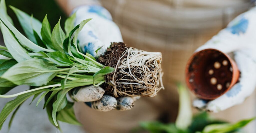 découvrez les meilleures techniques de rempotage pour vos plantes d'intérieur. apprenez quand et comment rempoter efficacement pour stimuler la croissance de vos végétaux et leur offrir un environnement sain et adapté.