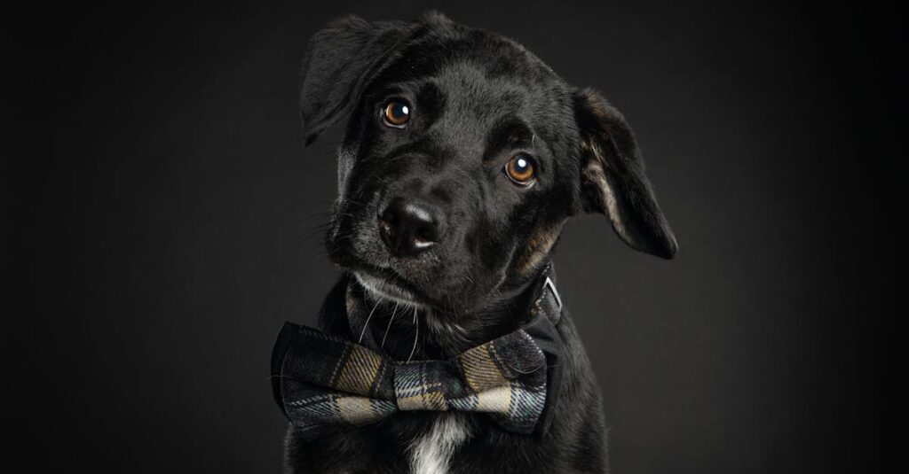 découvrez notre guide complet sur les chiots ! apprenez tout sur l'éducation, les soins et le bien-être de votre nouvel ami à quatre pattes. idées de jeux, conseils d'entraînement et astuces pour une vie harmonieuse avec votre pup.