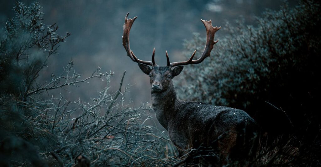découvrez l'univers fascinant des bois de cerf : leurs caractéristiques, fonctions et leur utilisation dans la décoration et l'artisanat. explorez les différentes variétés et apprenez à les intégrer dans votre intérieur pour une touche naturelle et rustique.