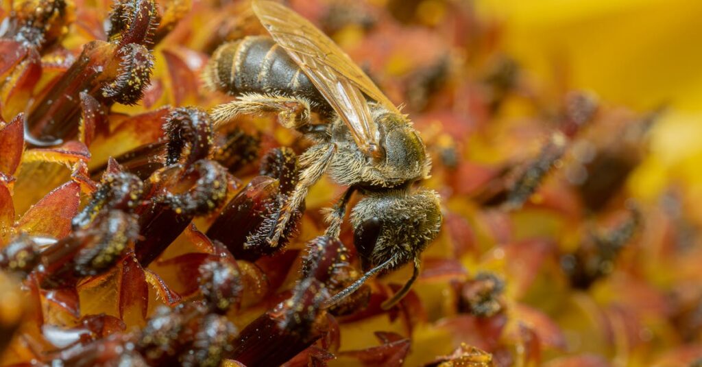 découvrez les plus grandes araignées du monde, des créatures fascinantes qui suscitent à la fois curiosité et crainte. plongez dans l'univers incroyable de ces arachnides géants, leur habitat, leurs caractéristiques uniques et leur rôle dans l'écosystème.