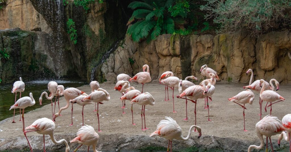 découvrez l'univers fascinant des zoos : un lieu d'apprentissage, de conservation et de divertissement, où vous pourrez observer une variété d'animaux sauvages dans leur habitat reconstitué. apprenez sur la biodiversité et les efforts de protection tout en profitant d'une journée inoubliable en famille.