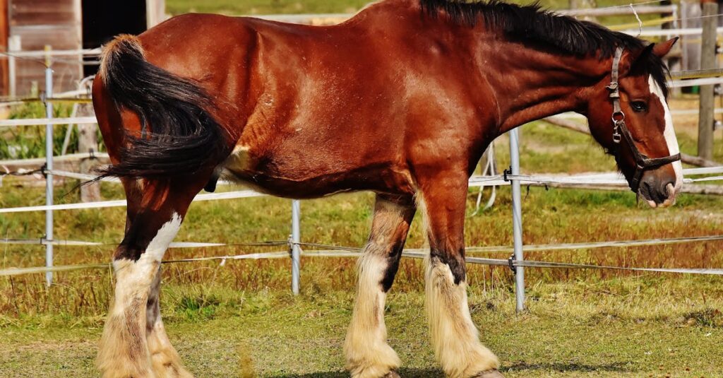 découvrez les races de chevaux rares, leur histoire fascinante et leurs caractéristiques uniques. plongez dans l'univers équestre et apprenez-en plus sur ces magnifiques équidés peu connus !