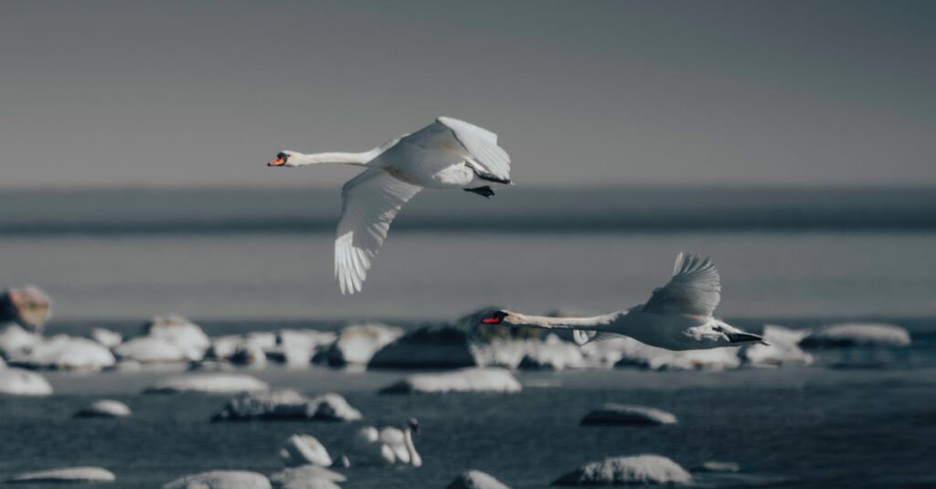 découvrez la beauté saisissante des côtes, où la mer rencontre la terre. explorez des paysages variés, des plages de sable fin aux falaises abruptes, tout en savourant la richesse de la biodiversité et des activités nautiques. partez à l'aventure sur les côtes et créez des souvenirs inoubliables.