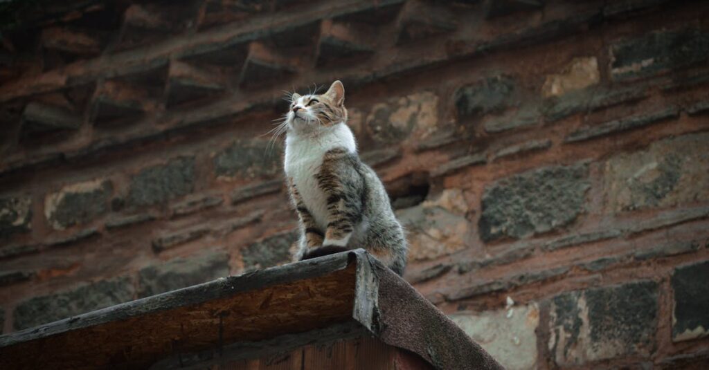 découvrez les causes et solutions de la rétention d'urine chez les chats. apprenez à reconnaître les signes, à prendre soin de votre animal et à consulter un vétérinaire pour assurer sa santé.