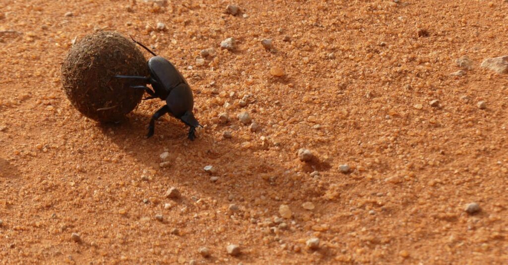 découvrez le fascinant monde des scarabées, ces insectes emblématiques connus pour leur rôle écologique essentiel et leurs étonnantes variétés. apprenez leurs comportements, leurs habitats et leur importance dans la culture et la mythologie.