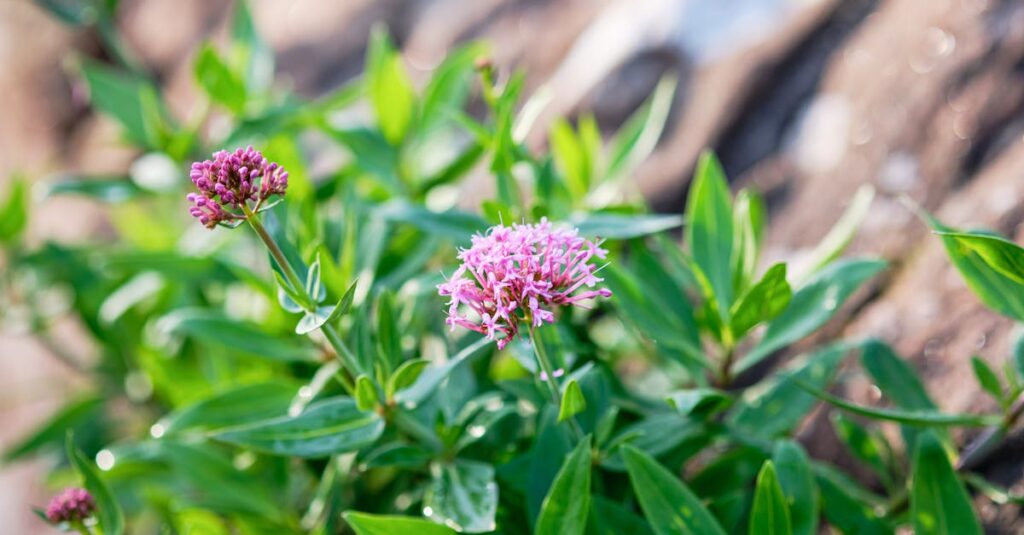 découvrez les bienfaits du valérien, une plante médicinale prisée pour ses propriétés apaisantes et relaxantes. apprenez comment cette herbe peut vous aider à mieux dormir, réduire le stress et améliorer votre bien-être général.