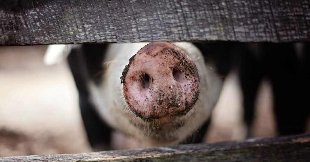 découvrez l'univers coloré et amusant de barbie pig, la poupée qui allie l'élégance de barbie au charme ludique d'un cochon ! parfaite pour stimuler l'imagination des enfants, cette figurine unique promet des aventures pleines de style et de fantaisie.