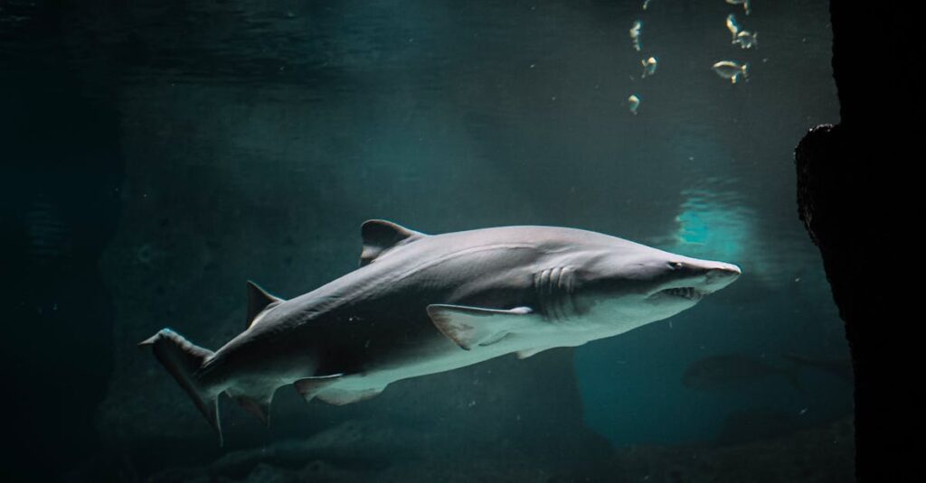 découvrez le poisson le plus rapide du monde, capable d'atteindre des vitesses incroyables dans les eaux océaniques. explorez les caractéristiques fascinantes de cette créature marine étonnante et apprenez comment sa vitesse lui permet de chasser et d'échapper à ses prédateurs.
