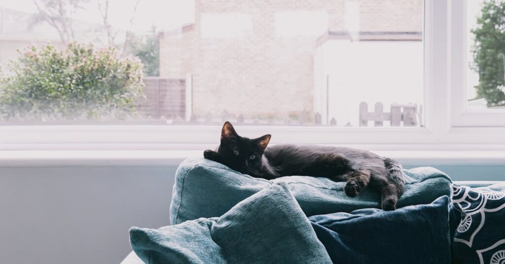 découvrez les races de chats les plus faciles à entraîner ! apprenez tout sur ces animaux intelligents et leur capacité à apprendre des tours, à répondre aux ordres et à interagir avec leurs maîtres. idéal pour les propriétaires recherchant un compagnon ludique et coopératif.