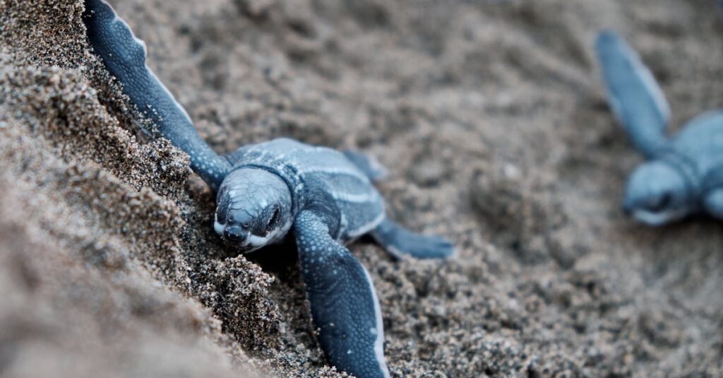 découvrez le monde fascinant des tortues, ces créatures marines et terrestres aux carapaces uniques. apprenez tout sur leur habitat, leur comportement et les efforts de conservation pour protéger ces espèces anciennes et emblématiques.