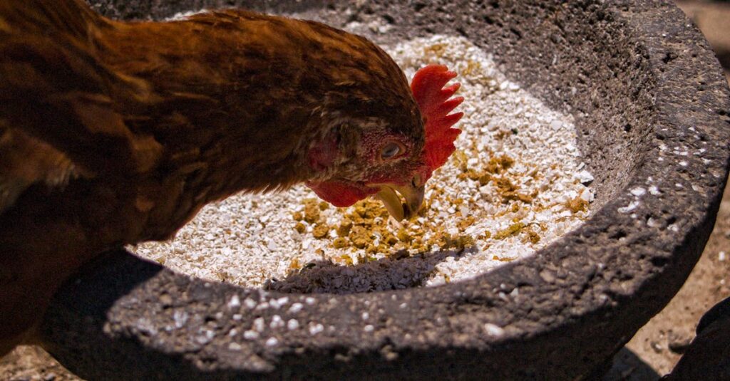 découvrez l'alimentation des papillons : ce qu'ils mangent, comment leur régime varie selon les espèces et l'importance des plantes hôtes dans leur cycle de vie. plongez dans l'univers fascinant des papillons et leur rôle dans l'écosystème.