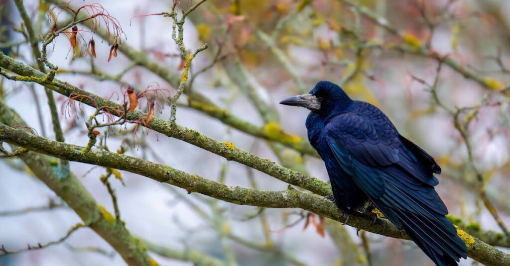 découvrez le monde fascinant des superstitions, ces croyances anciennes qui influencent notre quotidien. explorez l'origine des rituels, des symboles porte-bonheur et des tabous, et plongez dans l'univers mystérieux des superstitions à travers les cultures. apprenez comment ces croyances façonnent nos vies et les traditions qui perdurent dans le temps.