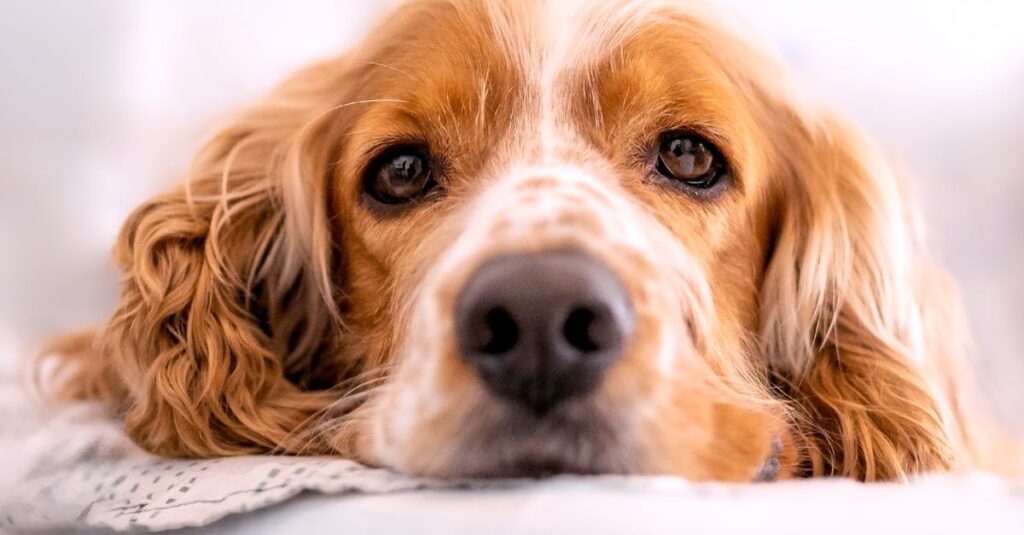 découvrez les symptômes, les causes et les traitements des maladies courantes chez les chiens. informez-vous sur la santé canine pour assurer le bien-être de votre compagnon à quatre pattes.