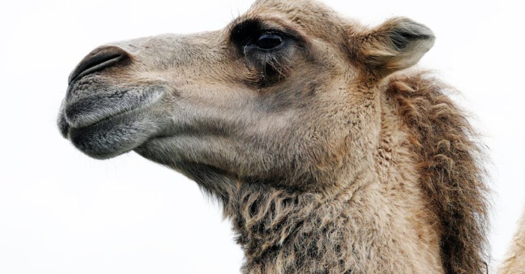 découvrez l'univers fascinant des bosselures de terrain, appelées 'humps'. explorez leur formation, impact sur l'environnement et leur rôle unique dans les paysages naturels.